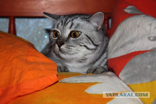 Котовторник на ЯПлакалъ! От числа 09.09.08