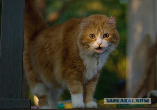 Кошак в шоке