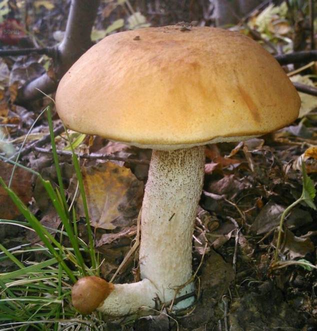 Невероятные факты о грибах