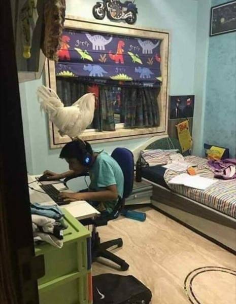 Живность из сети