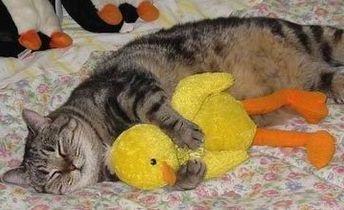 Как же можно про котовторник забыть?!