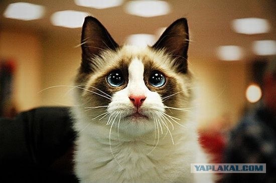 Состоятельный котовторник