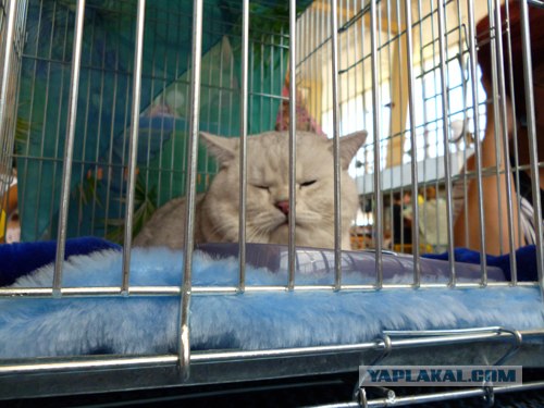 Сонный Котовторник
