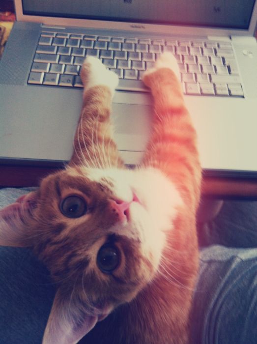 Котовторник 27.12.11