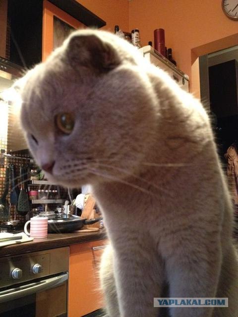 Котовторник 10.04.2012