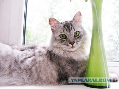 Котовторник 07.08.2012