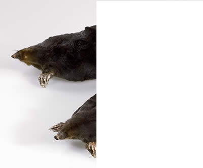Угадайки