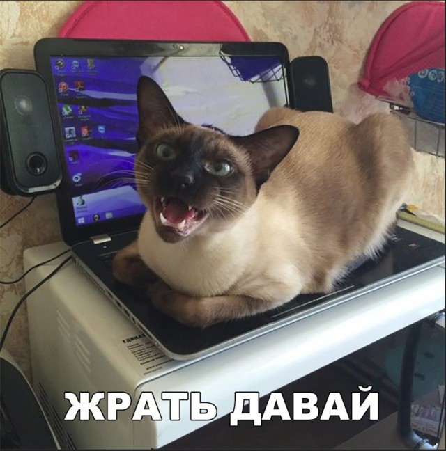 Свежие мемы и демотиваторы
