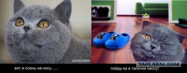 Кому котика?