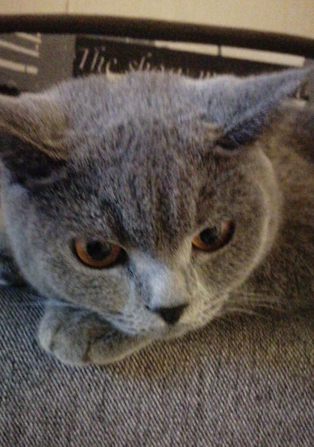 Котовторник 24 11 2020
