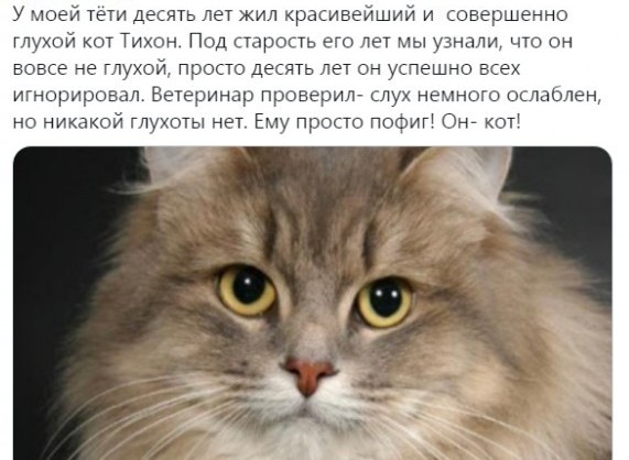 ​​Видео из серии «Я и моя тупая хозяйка»