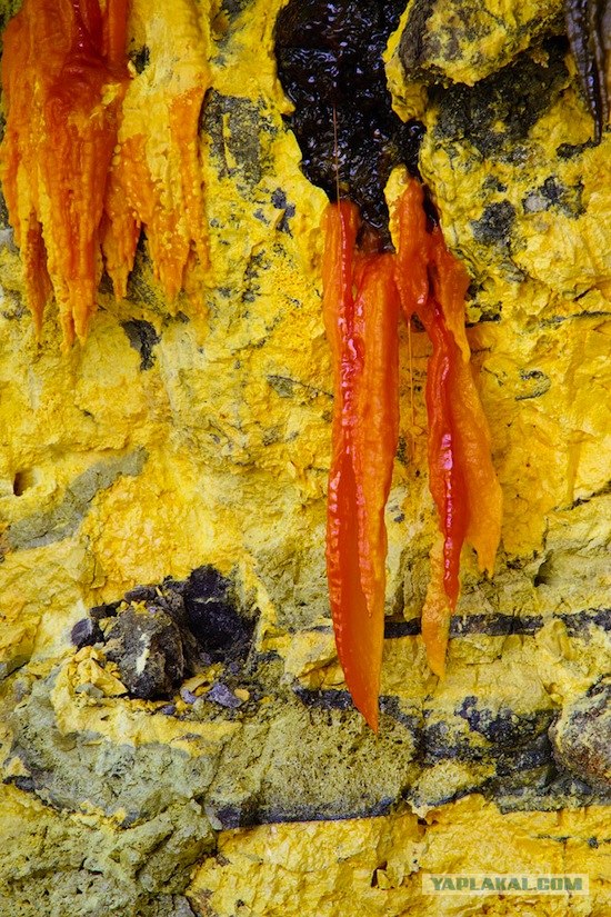 Они живут только 40 лет