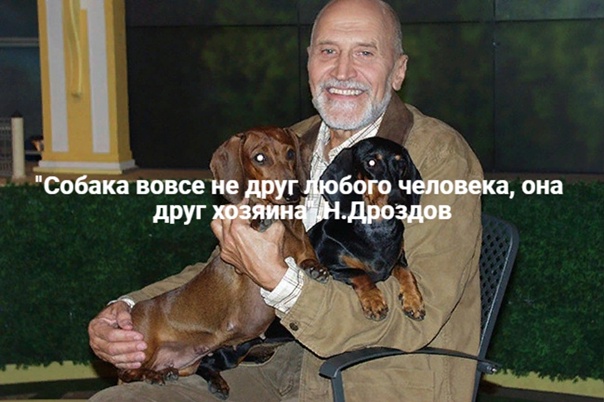 Бездомные собаки насмерть загрызли ребёнка в Оренбурге.