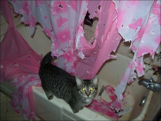 Котовторник 09.04.2013