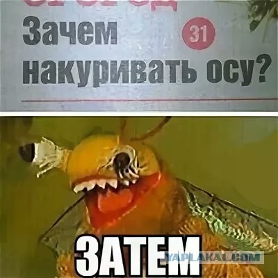 Вести с полей: жительница Красноярского края случайно вырастила более 42 га конопли