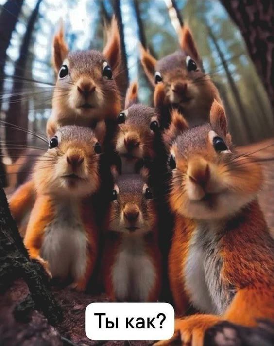 Белочка пришла