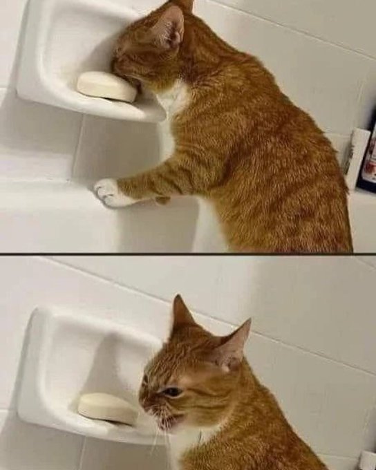 К-котовторник.