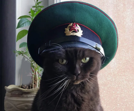 самые крутые это кошки крысоловки