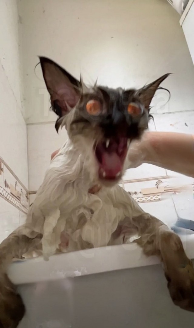 К котовторнику: подборка картинок-баянов с котиками и про котиков. Выпуск 24.