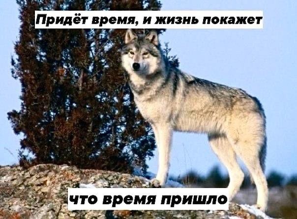 Картиночки, баянчики 14 января