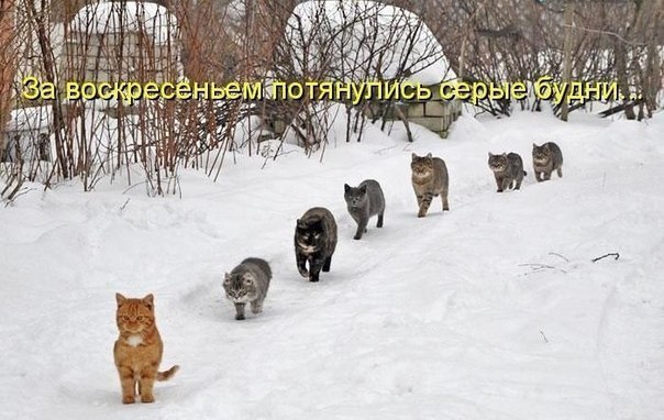 Котямбосы