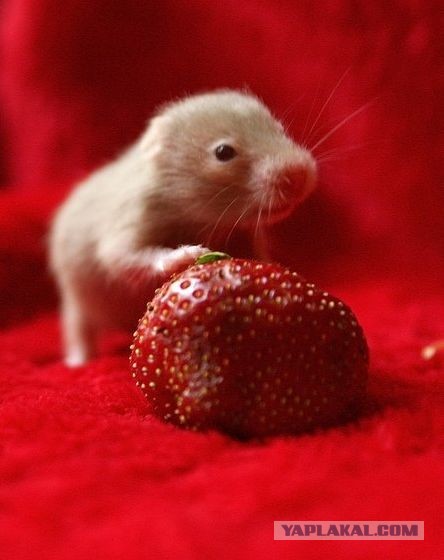 Клубничка :)