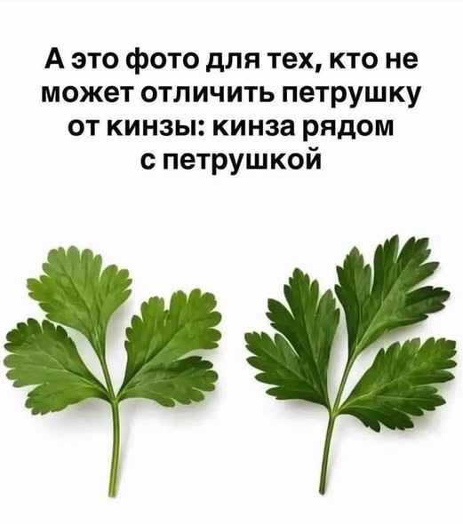 Пятничные бояны