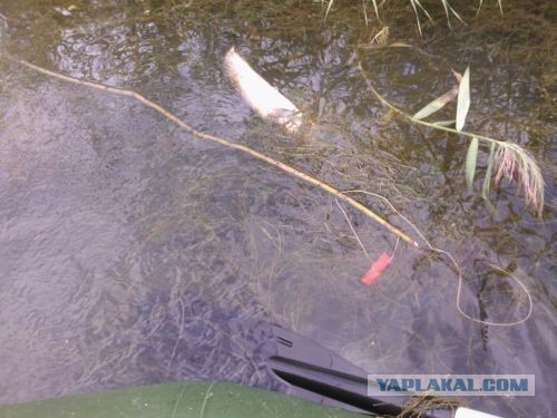 Брат поймал рыбку