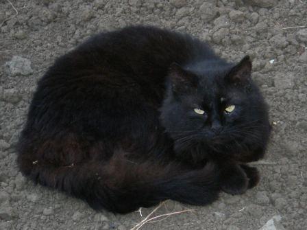 Как назвать питомца