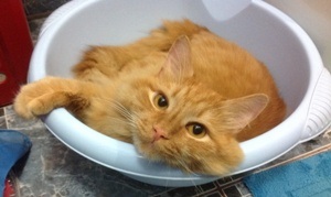 Завидую своему коту