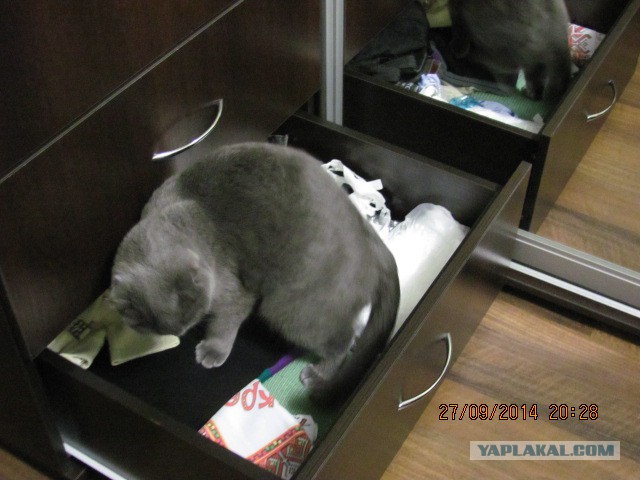 Котовторник 30.09.2014