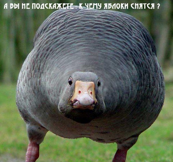 Веселые картинки