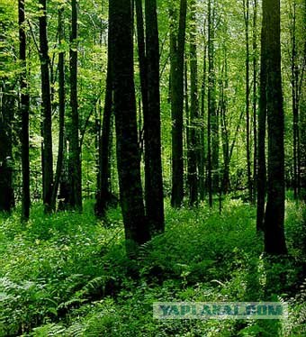 Глупость под ногами