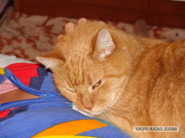 Котовторник 9.12.2014