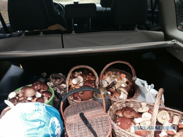 Вспомним лето! Вылазка за грибами.