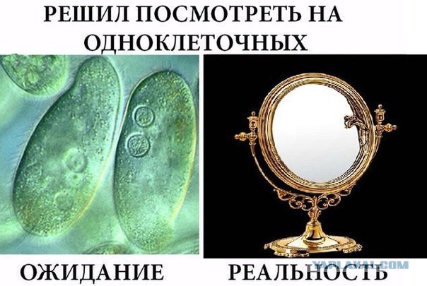Юмор с черным оттенком из СоциальныхСетей
