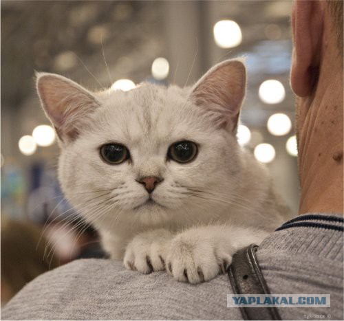 Скотинки - Животинки
