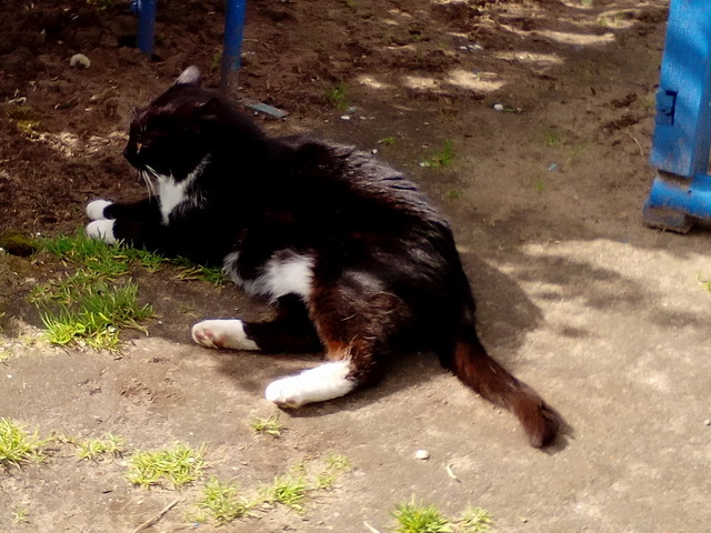 Котовторник  14.06.2016