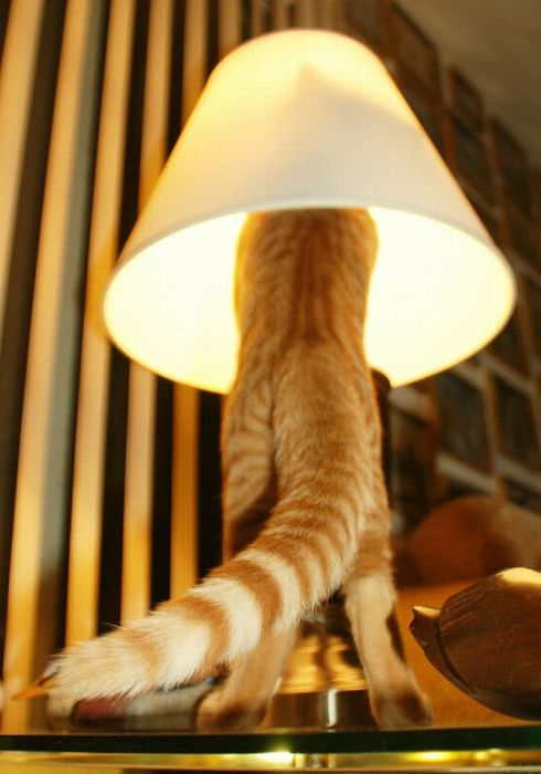 Ищу кота с лампой