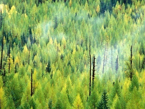 Картинки для отдыха глаз