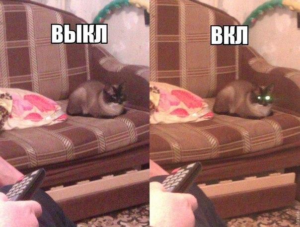 Прикольные животные