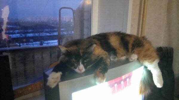 Котовторник 13.12.2016