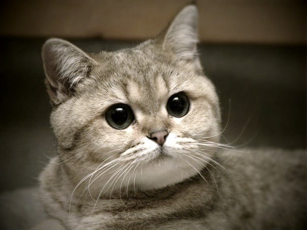 Коты из сети
