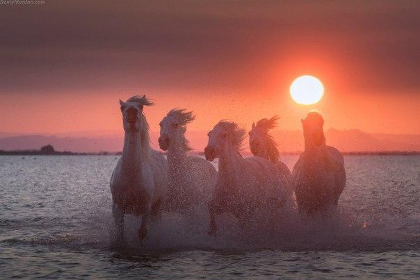 Самые смешные животные