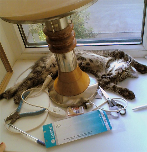Котовторник!
