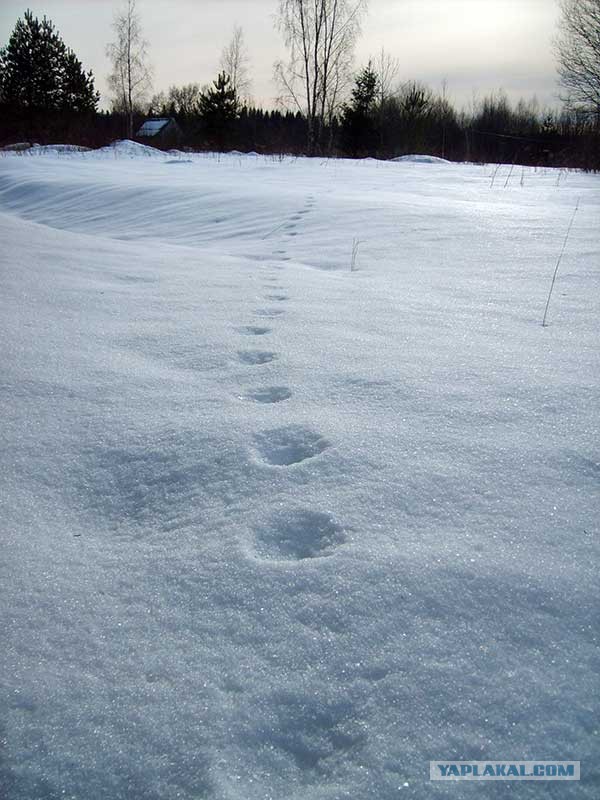 Оплот одиночества