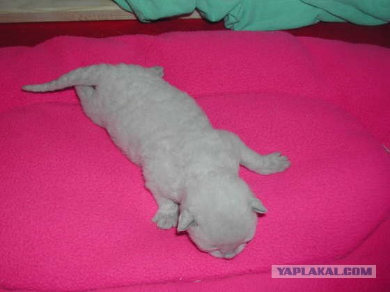 Котовторник на ЯПлакал!