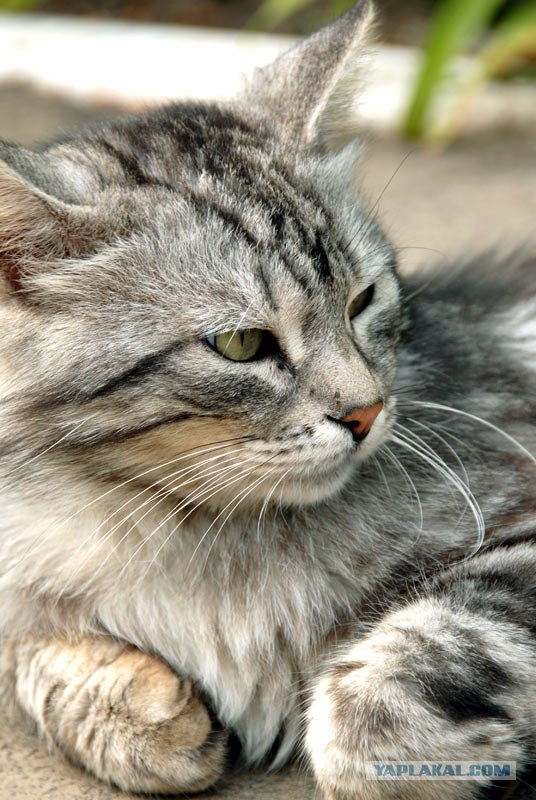 Котовторник на ЯПлакалъ 08.07.2008