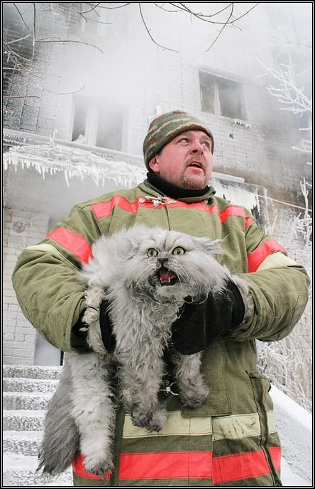 Кошак в шоке