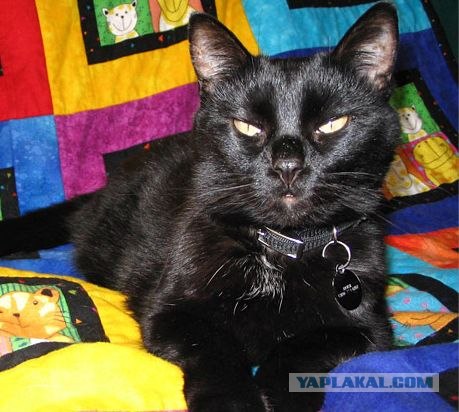 Котовторник на вторник, Котовторник